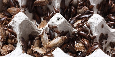 infestation — infestation