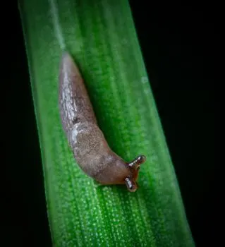 Ver — Wurm