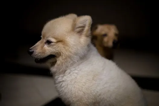 puppy — chiot