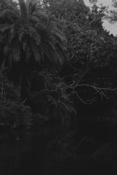 Tropical — tropical