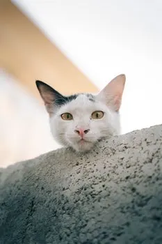 ma je li — serios, chiar așa