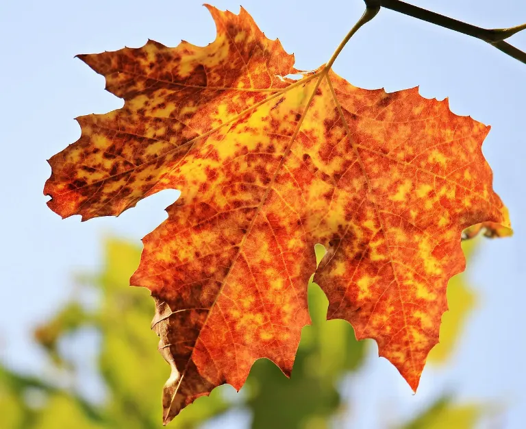 maple — érable