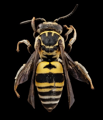 insecte — Insect