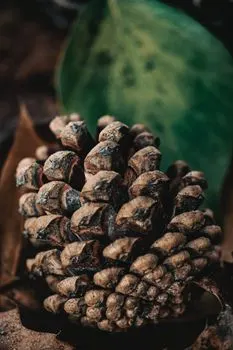 Сосновые шишки — Pinecones