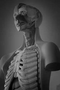 Вскрытие — dissection