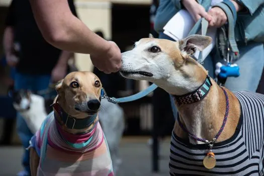 Пенсионер, бывший грейхаунд. — Retired greyhound