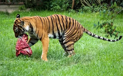 хищник — carnivore