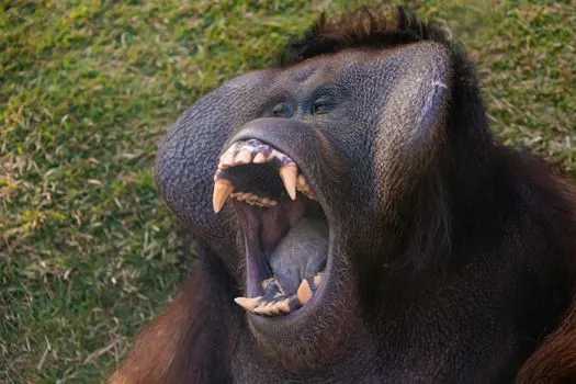 человекообразные обезьяны — Great apes