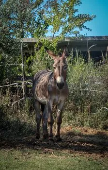 Мул — mule
