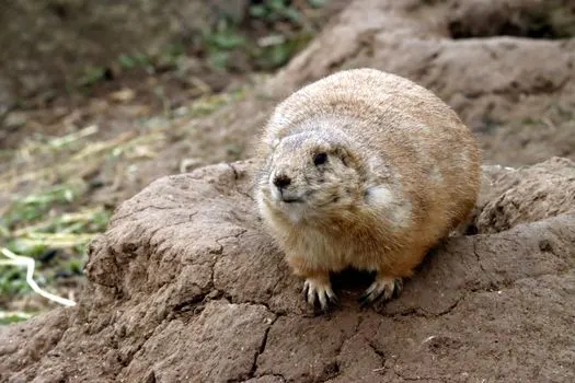 сурок — Marmot