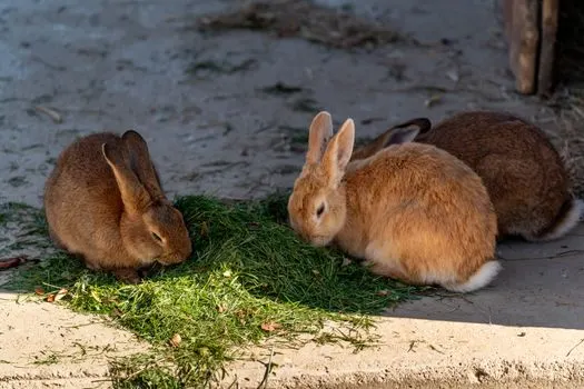 Кролик — Kaninchen