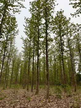 Лиственная древесина — Hardwood