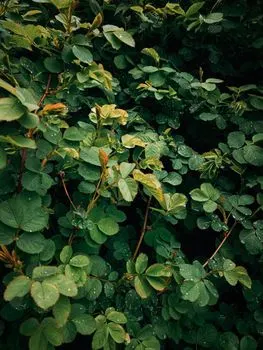 bushes — Кусты