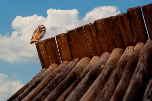 Ух — Hoot