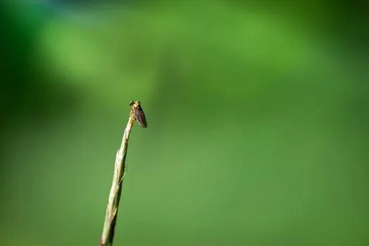Муха — Fly