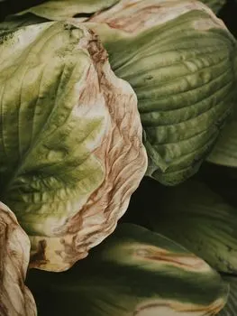 Ovo nije sveže — This isn't fresh