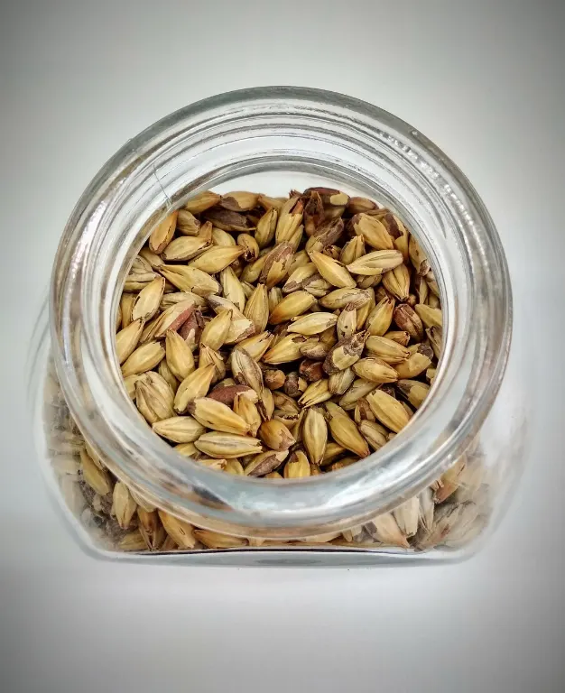 malt — malta