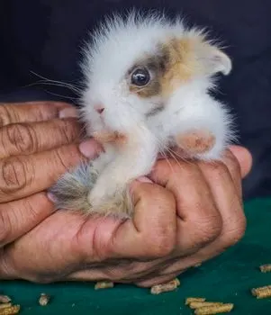 Кролик — Bunny