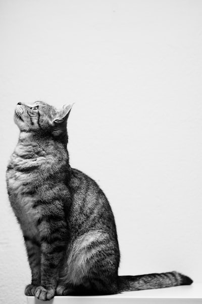 кошка сидит — La gata está sentada