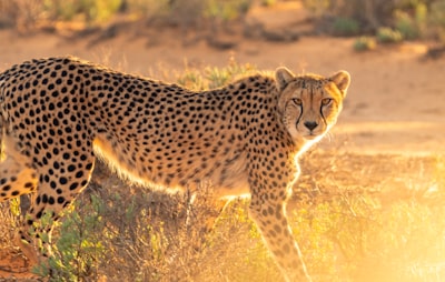 guépard — Cheetah