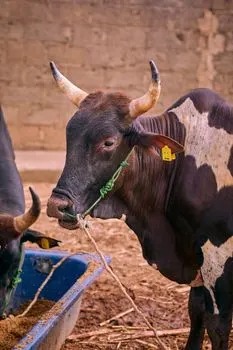 Крупный рогатый скот — Cattle