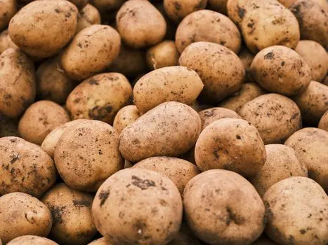 patates — Kartoffel