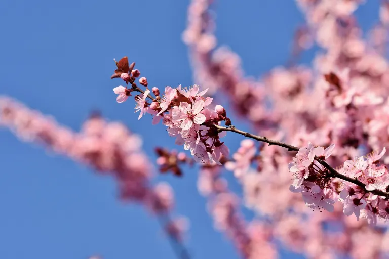 spring — printemps