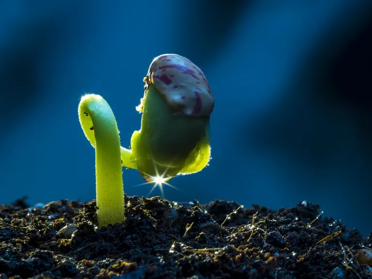 sprout — germer