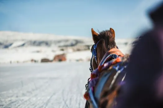 Верхом на лошади — Horseback