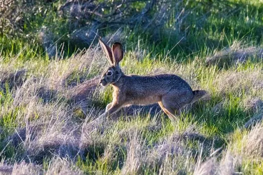 Заяц — Hare