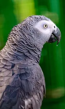 Серый клюв — Grey beak