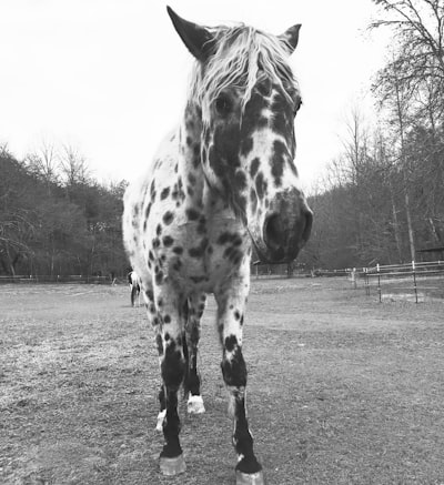 Spotty — irrégulier