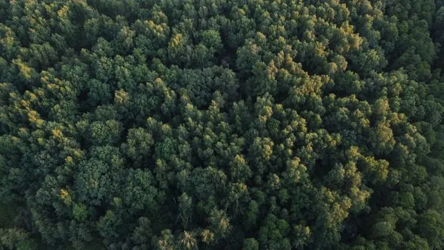 лес — Wald