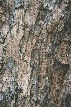 древесина — bois