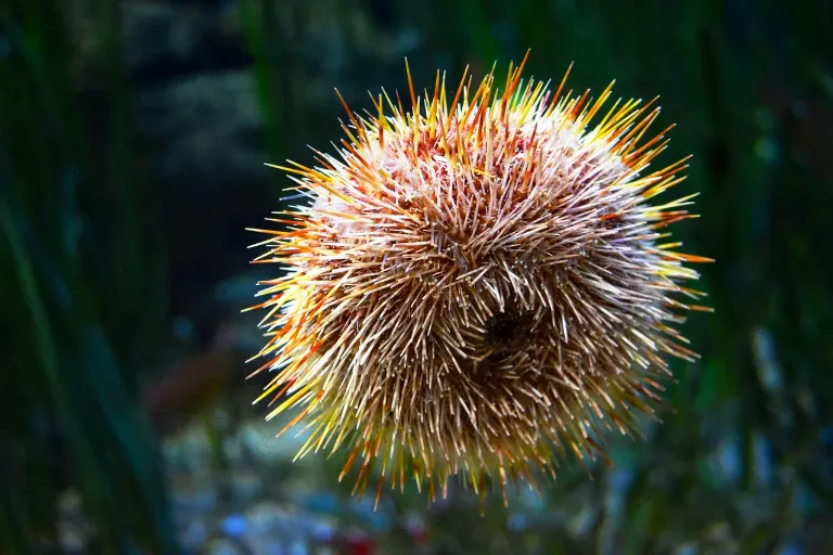 urchin — oursin