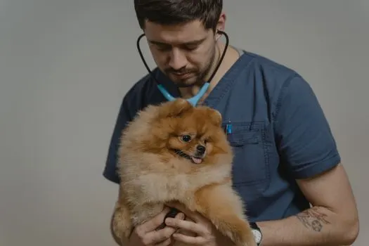 veterinar — medic veterinar
