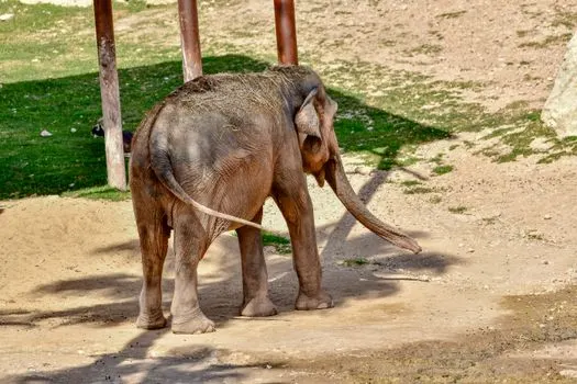 Un éléphant — Elefant