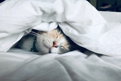 Kedi hasta. — Il gatto è malato.