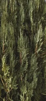 пихта — Fir tree
