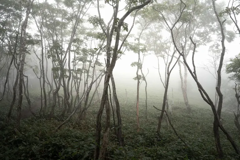 moist vapor — vapor húmedo