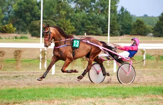 Квотерхорсы — Quarter horses
