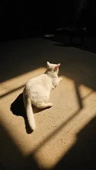 Греясь на солнце — Basking