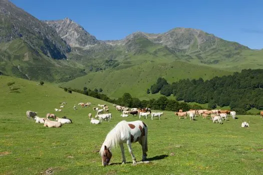 Hooves — Pezuñas